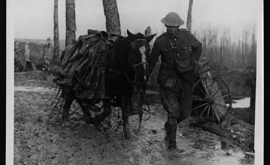 Black and white photo from WW1 of solider and working horse
