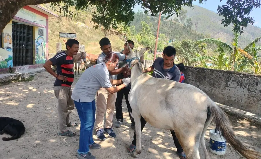 Brooke India and local Government Veterinary and Livestock Extension Officers perform vital health check-up for a Bhotia Tribe equine. Credit: Vikram Mehta, Field Assistant. 