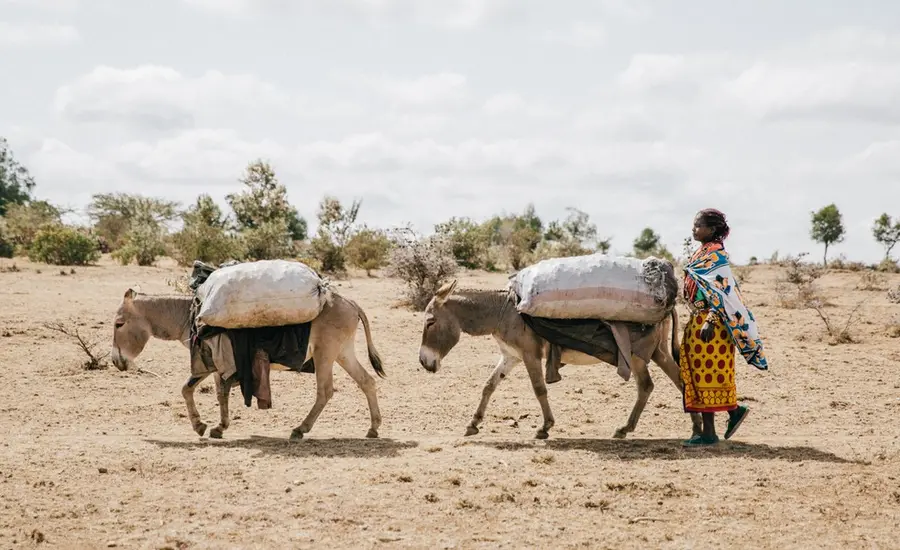 Donkeys carry charcoal. Freya Dowson (large).jpg