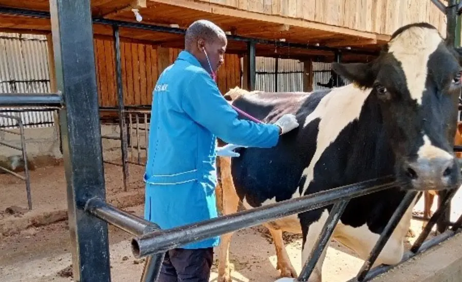 Dr Josphat Matara treats a cow