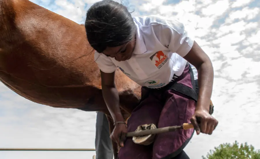 Farrier and horse in Senegal
