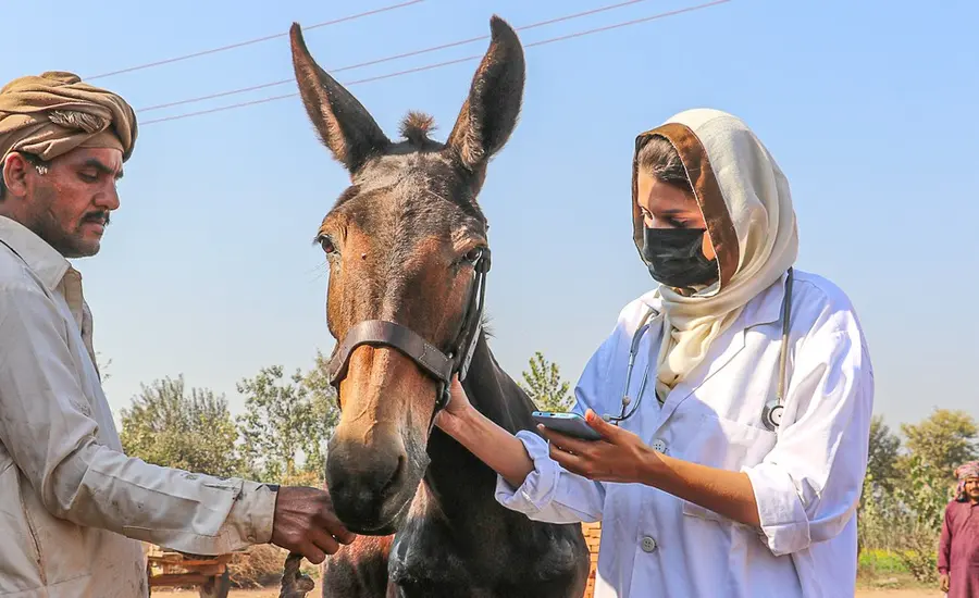 Vet treats horse in Pakistan