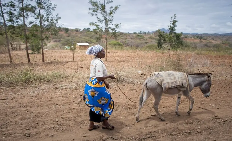 Woman walks behind her donkey