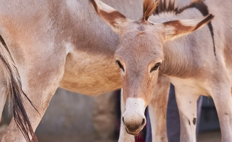 A donkey stands with its mother