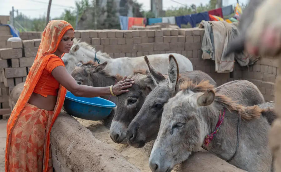 Woman feeds donkeys in India
