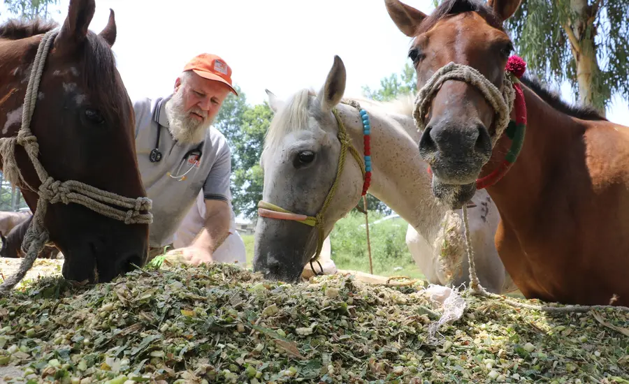 Brooke staff provide emergency feed to equine in Pakistan. Credit: Ahmad Umer Chaudhry 