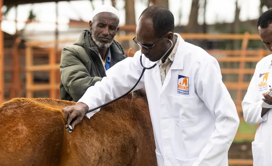 Vet treats horse in Ethiopia