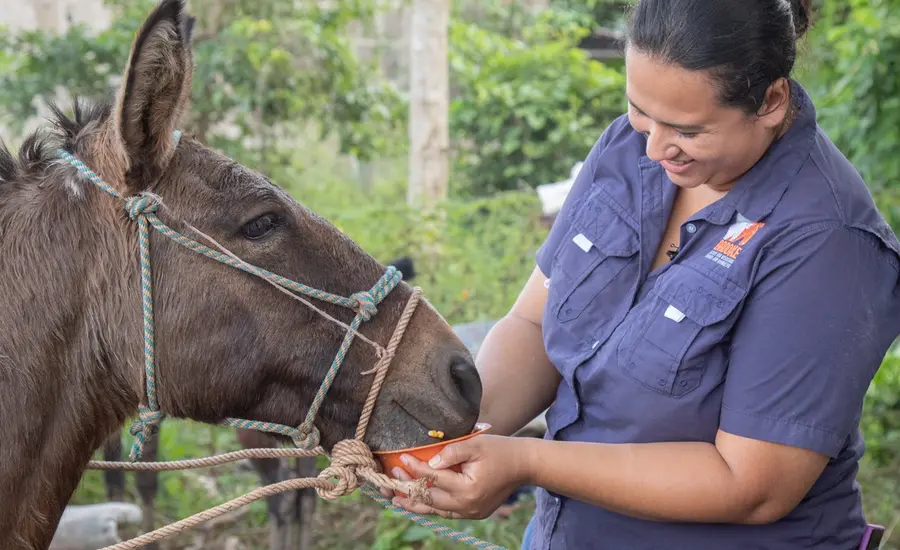 Brooke vet feeds donkey in Nicaragua