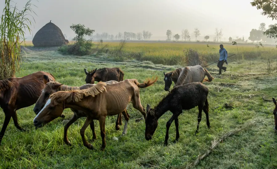 Horses in a field in India, © Atul Loke / Panos Pictures