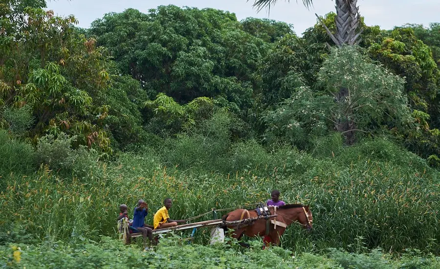 A working equid is seen pulling children on a cart in rural Senegal.