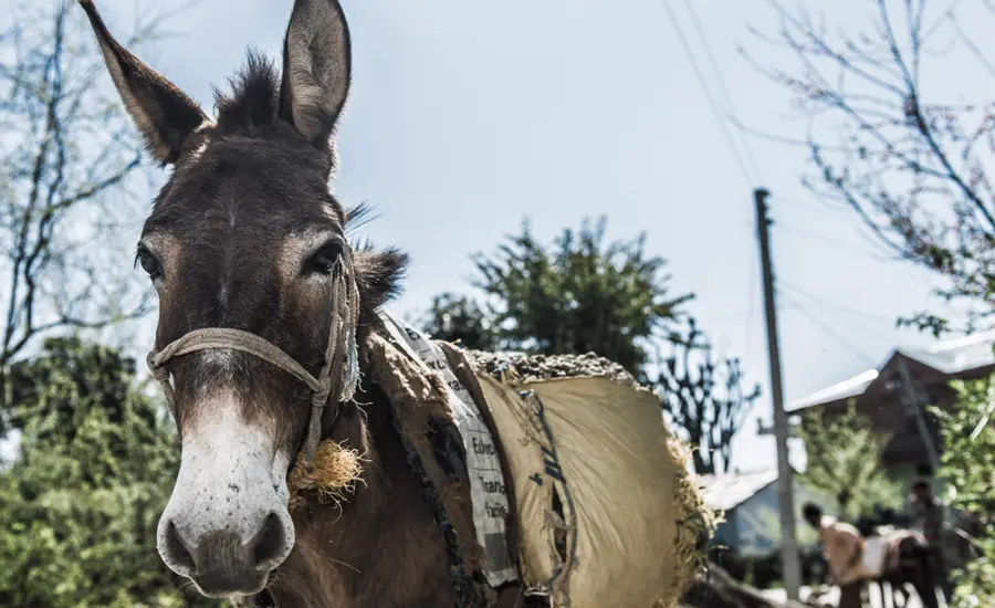A donkey carries supplies in India