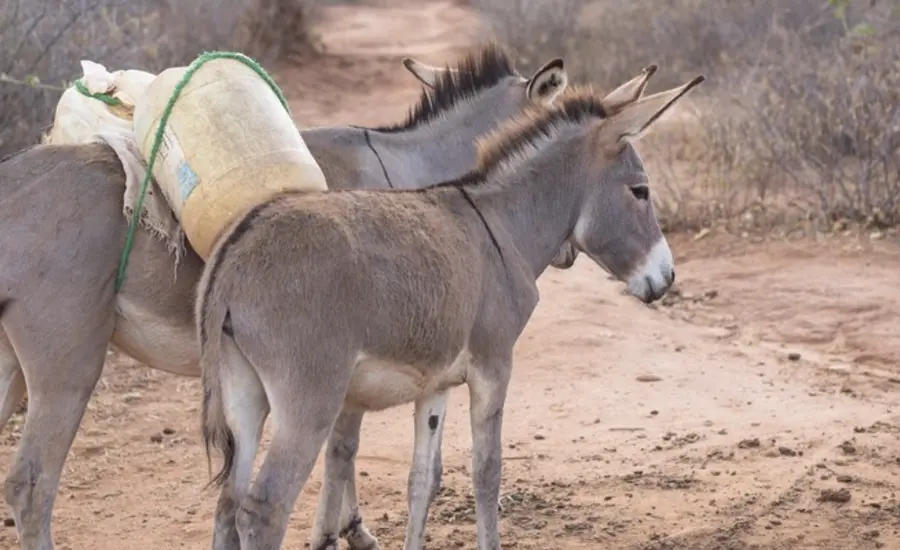 Donkeys carrying water.