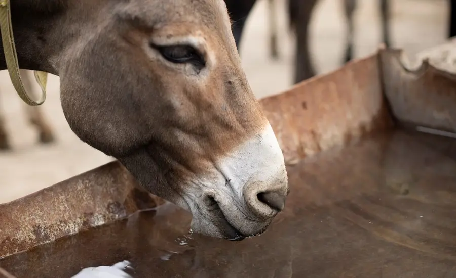 donkey water blog large.jpg