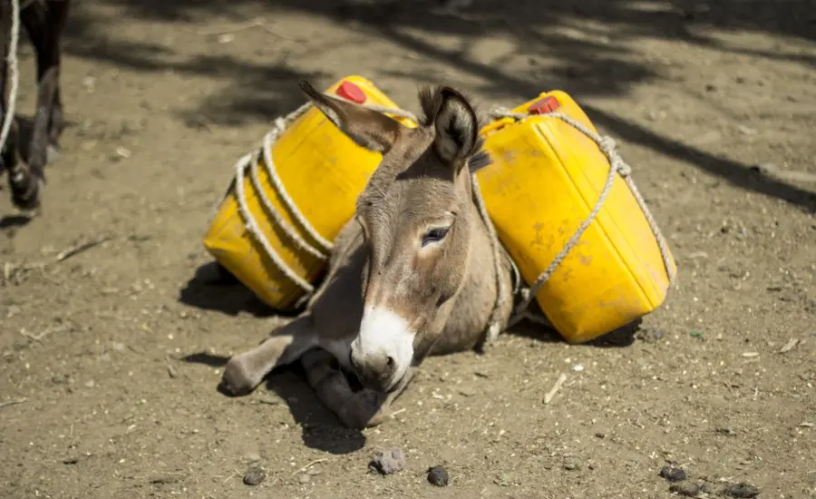 Donkey carrying jerrycans of water rests on ground 