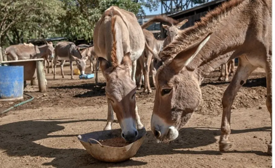 Brooke team at the Pan African Donkey Conference in Côte d'Ivoire, 2025.