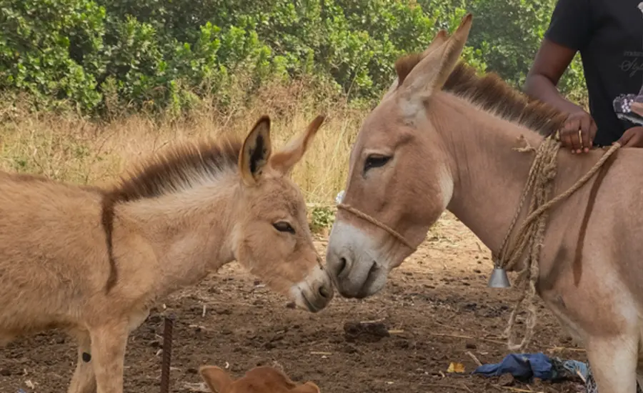 donkey and foal touching noses in Senegal