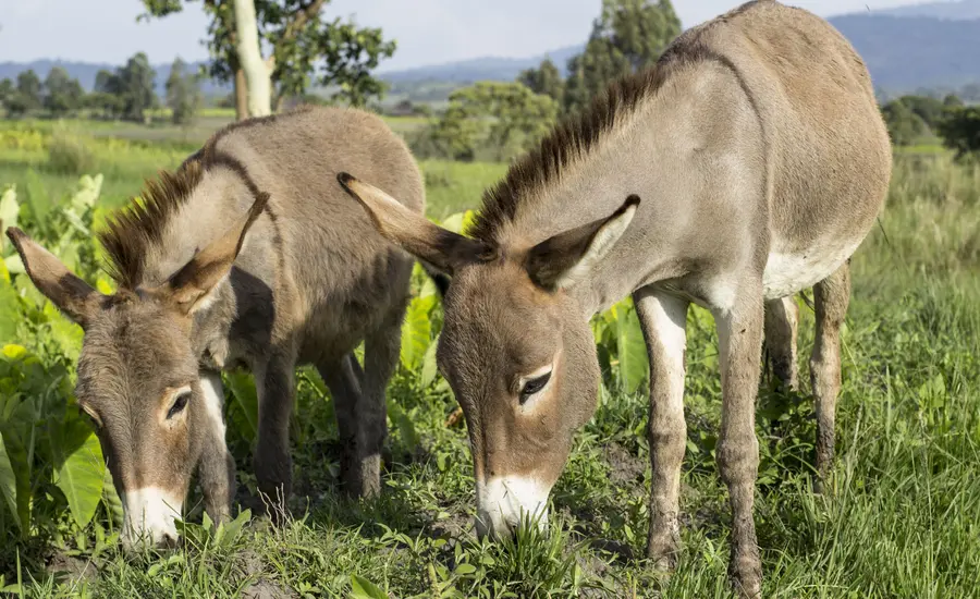 mare and foal in Ethopia