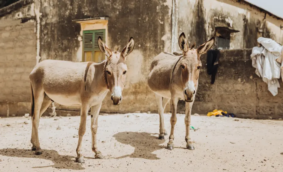 Two donkeys stand in front of a house in Senegal
