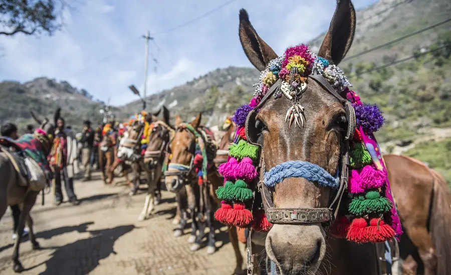 Horses dressed in colourful patterns at religious ceremony in India