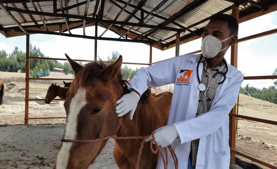 Vet treats horse in Ethiopia