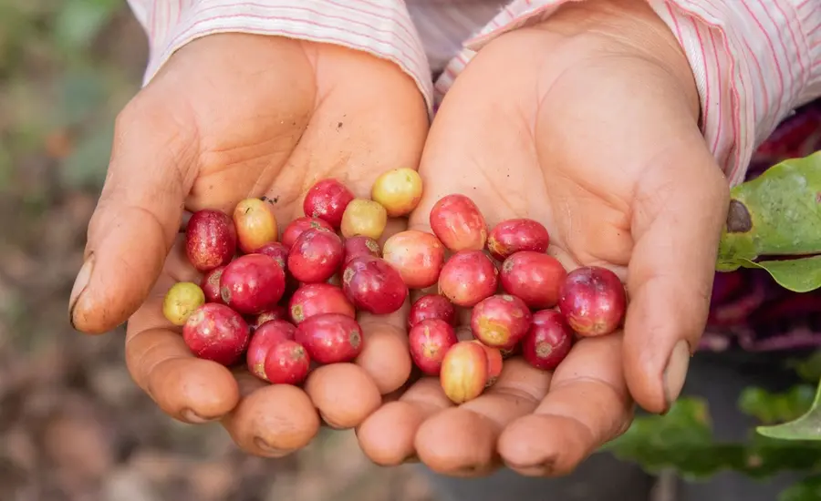 Cherry coffee beans in Nicaragua 