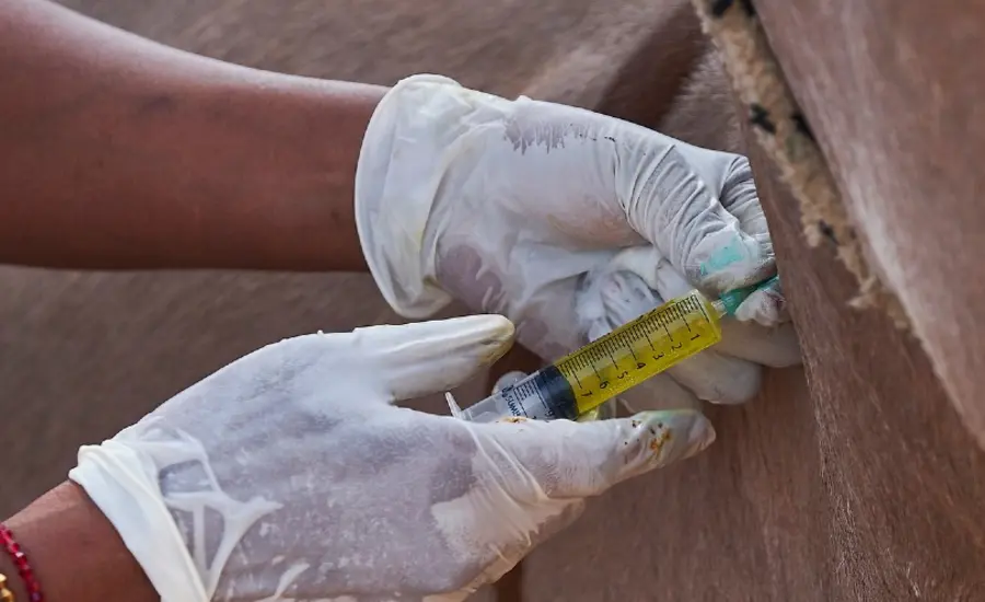 A vet gives an animal an injection
