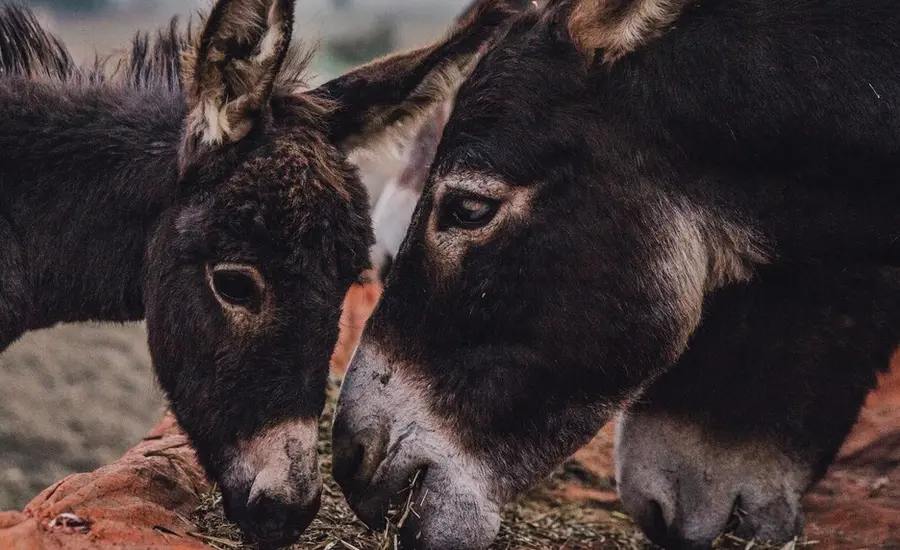 A donkey foal eats next to its mother