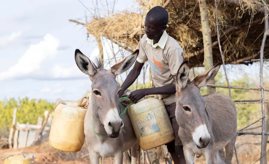 Boy loads donkeys with water in Africa