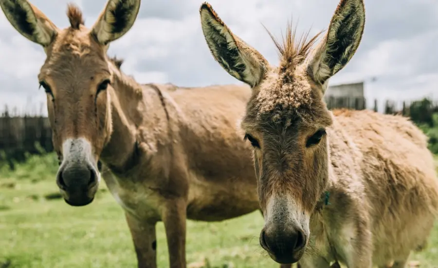 Two east African donkeys
