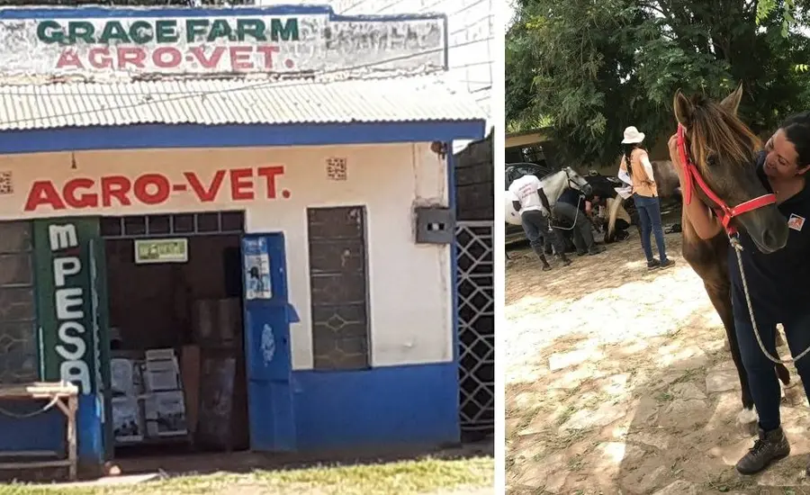 vet piece collag (large).jpg