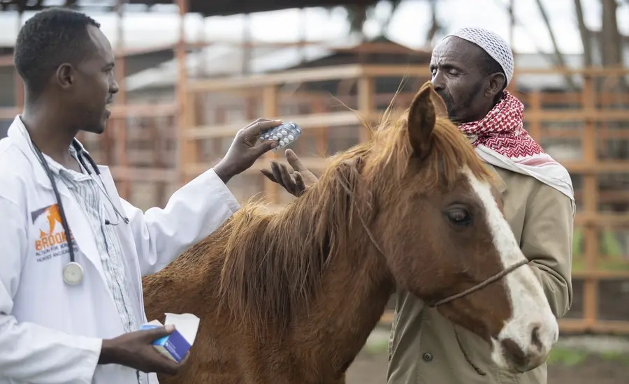 Vet treats horse in Ethiopia 