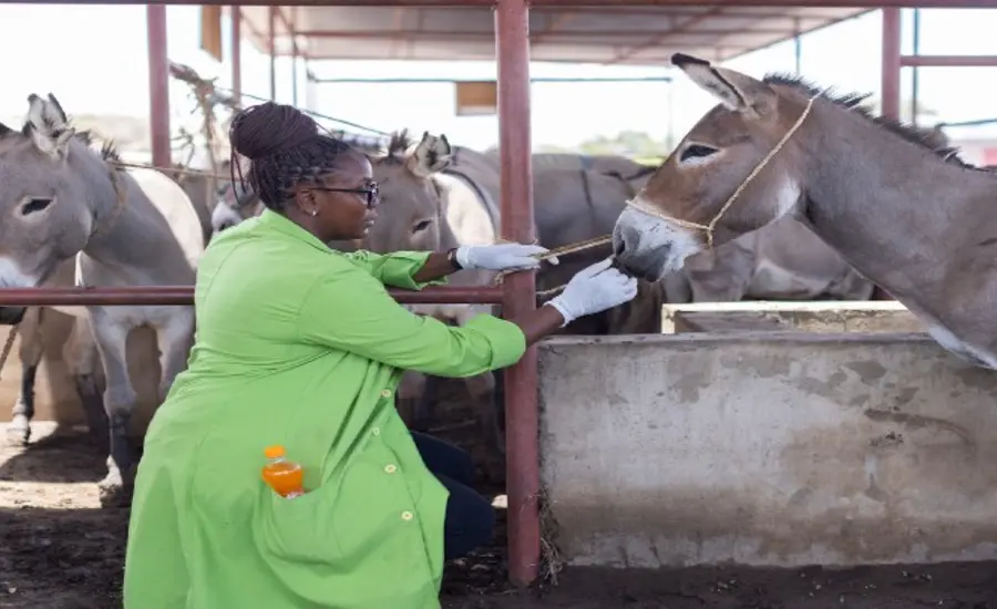 world vet day 24 large.jpg