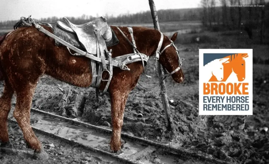 A horse stands on a black and white battlefield with the Every Horse Remembered Brooke logo