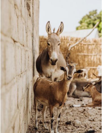 Donkey and goat Donkey and goat