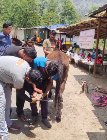 Brooke India vets and owner treat Bhotia equine. Credit: Gulsher Kumar, Senior Farrier Trainer. Brooke India vets and owner treat Bhotia equine. Credit: Gulsher Kumar, Senior Farrier Trainer.