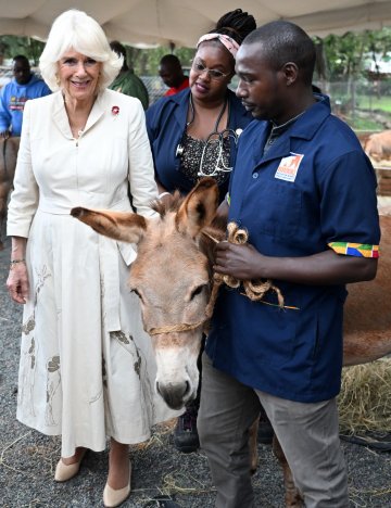 Queen Camilla strokes a donkey. Photo credit: Samir Hussein/WireImage Queen Camilla strokes a donkey. Photo credit: Samir Hussein/WireImage