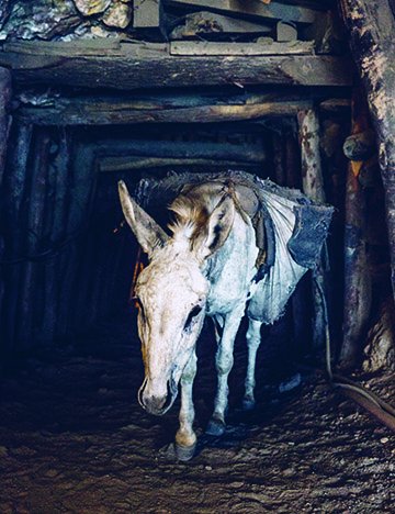 Chittoo the donkey Chittoo the donkey