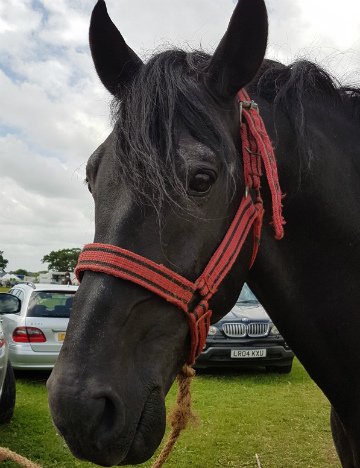Dante who has appeared in Tomb Raider, the Lloyds advert and War Horse Dante who has appeared in Tomb Raider, the Lloyds advert and War Horse