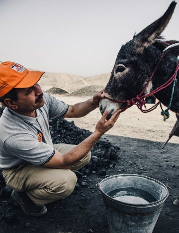 Dr Rab Navaz examines coal mine donkey Dr Rab Navaz examines coal mine donkey