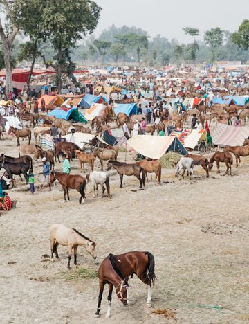 Equine Fair Equine Fair