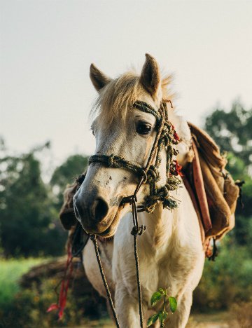 Horse in Nepal Horse in Nepal