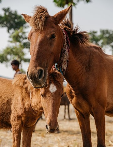 horses at equine fair