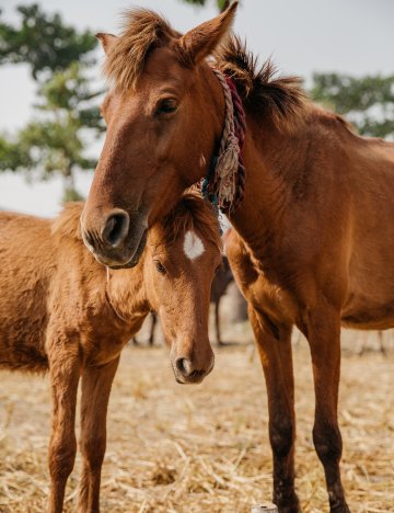 Horses in India