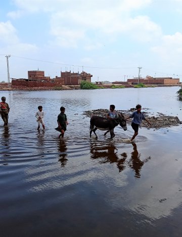 Brooke helps communities and equines during Pakistan flood 2022 Equines in Pakistan floods