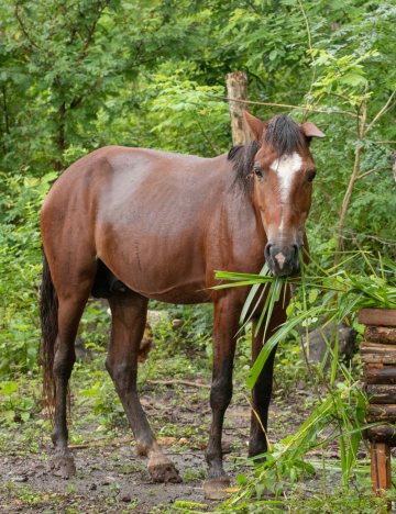Caballito eating leaves in Nicaragua