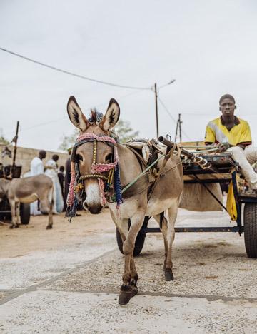 Farming donkey in Senegal Farming donkey in Senegal