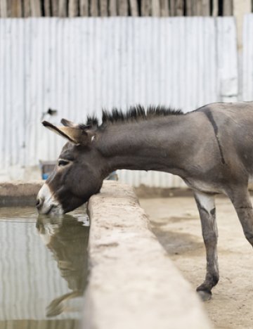 Ethiopian donkey drinks water (credit: Bill Bradshaw) Donkey in Ethiopia drinks from trough