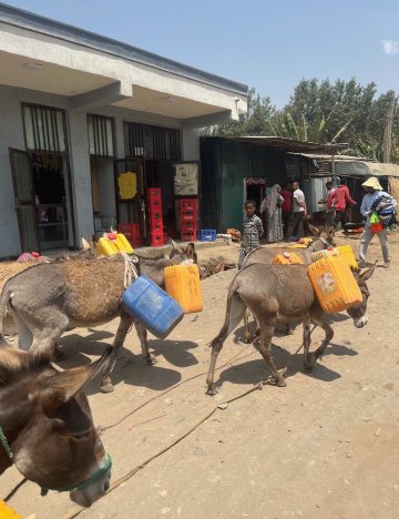 Donkeys carrying jerrycans in Ethiopia Donkeys carrying jerrycans in Ethiopia