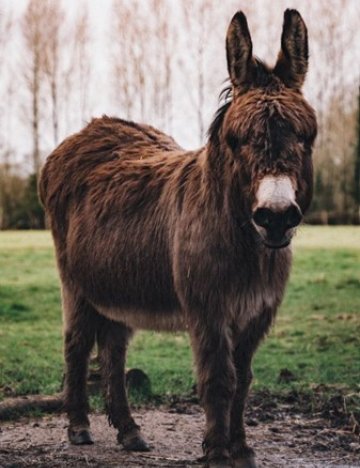One of Helen Strange's many donkeys  Brown donkey in field