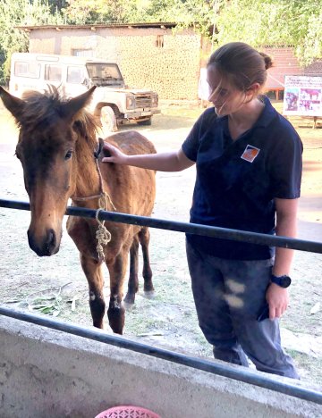 Dr Izzy believes the more proactive we are at reading signs of stress in animals, the more positive the interaction will be for everyone. Vet with foal.